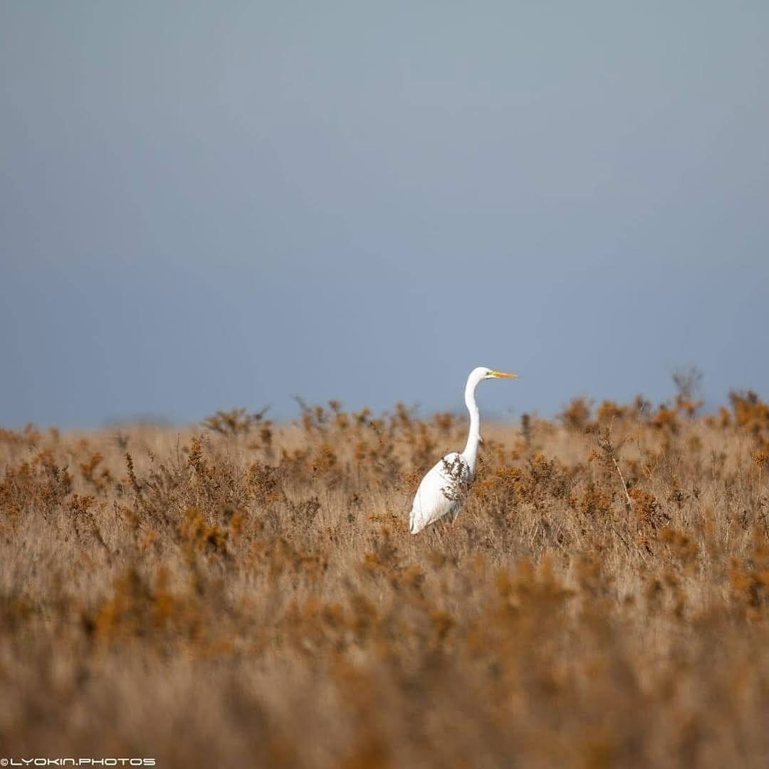 Şirvan Milli Parkından maraqlı görüntülər (FOTO)